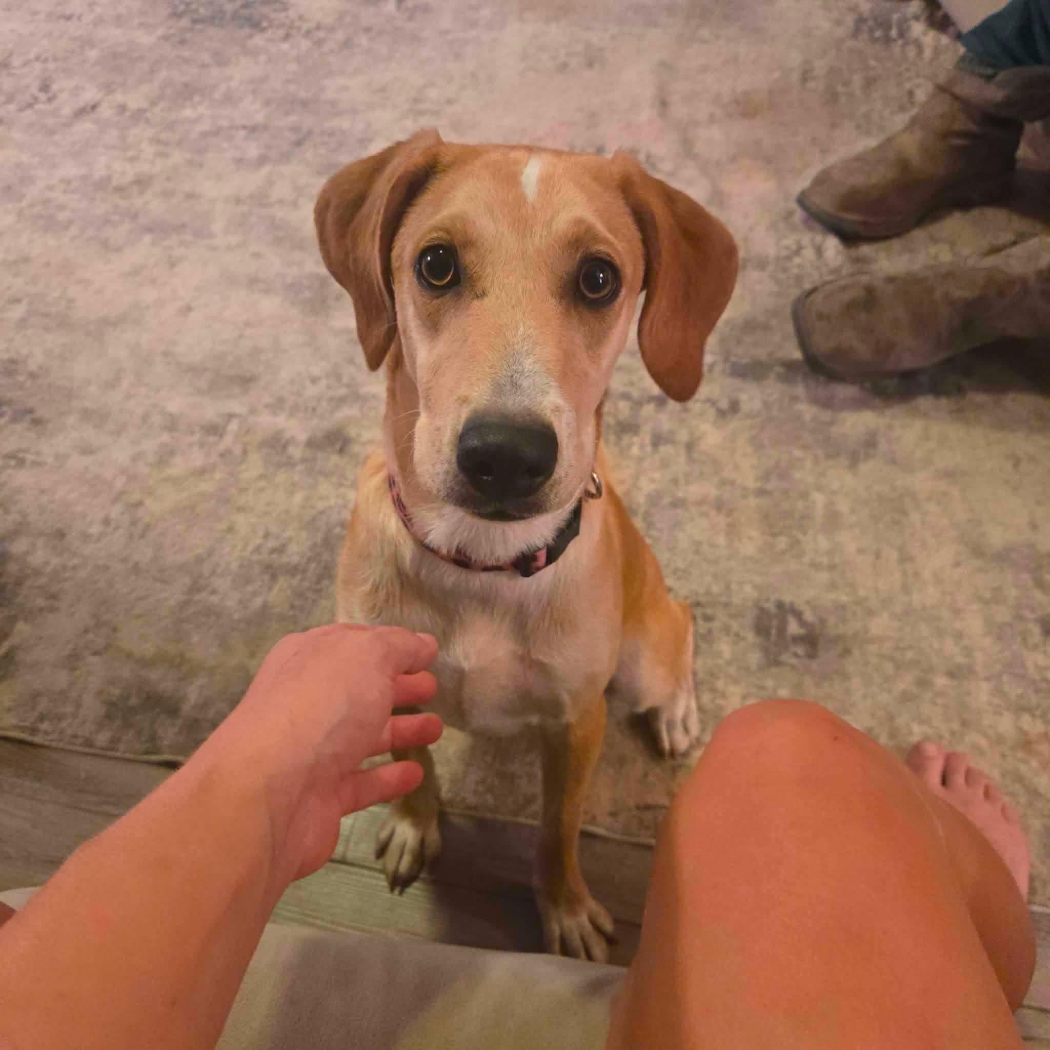 Enlarge Orchid, a Adoptable mixed breed in Uxbridge, MA image 1/1