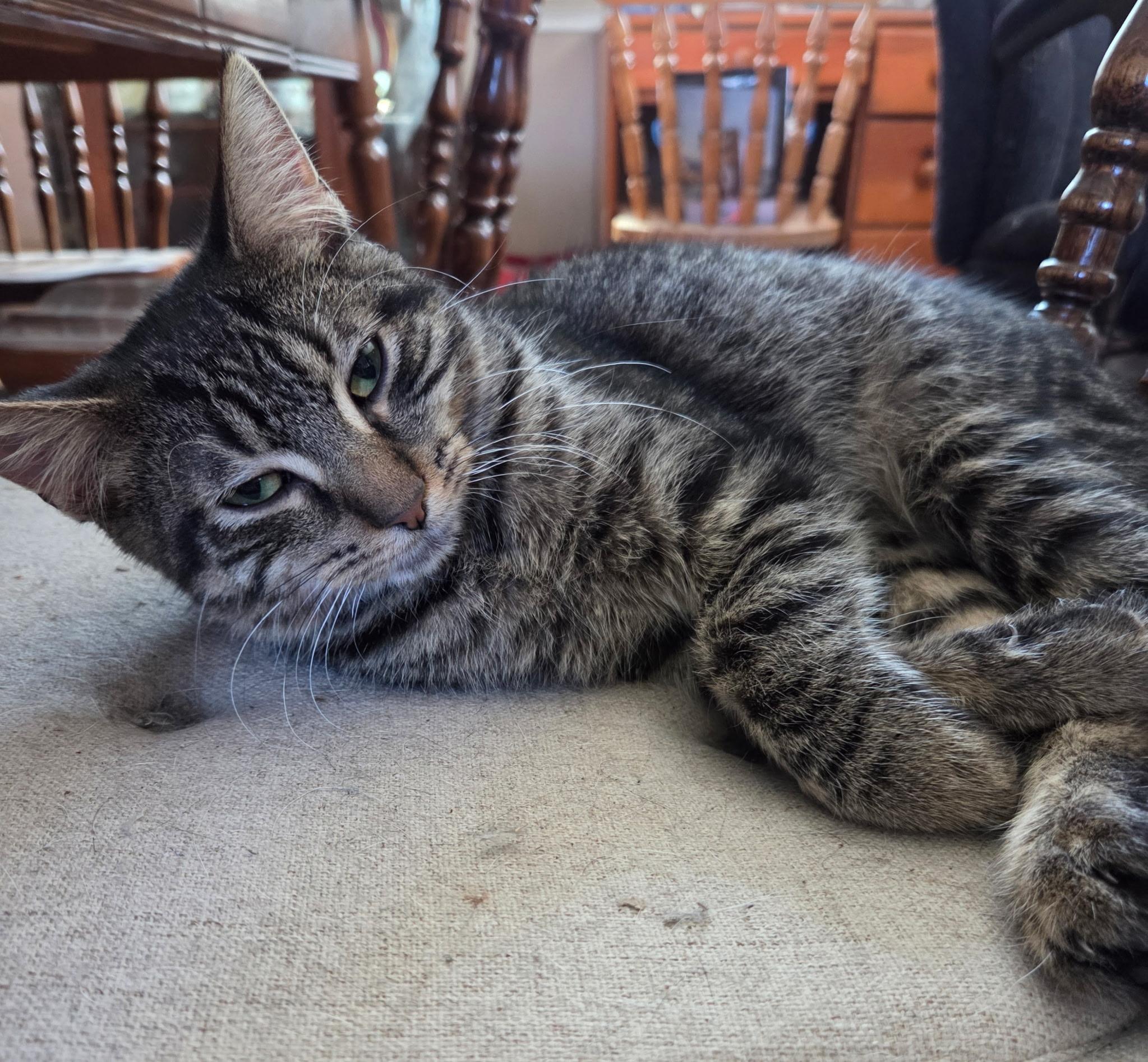 Cosmo, adoptable, Young Male Domestic Short Hair.