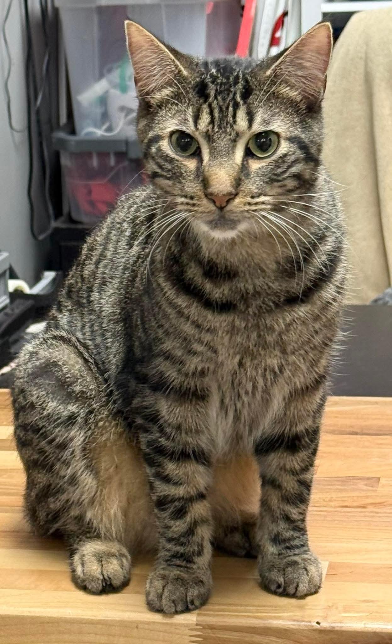 Enlarge Cosmo, an adoptable Domestic Short Hair in Hamburg, NY image 3/3