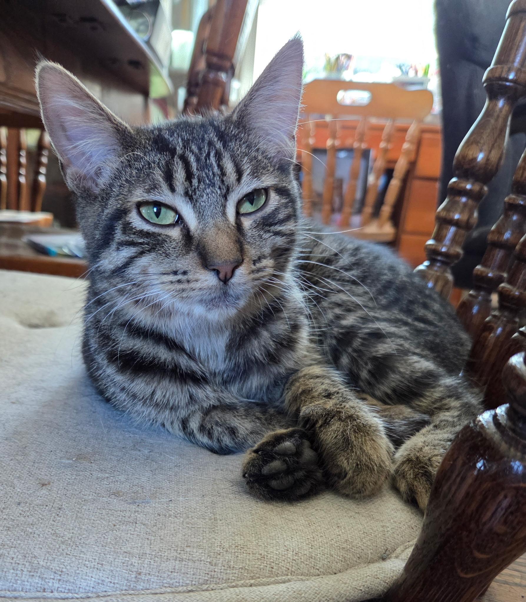 Enlarge Cosmo, an adoptable Domestic Short Hair in Hamburg, NY image 2/3