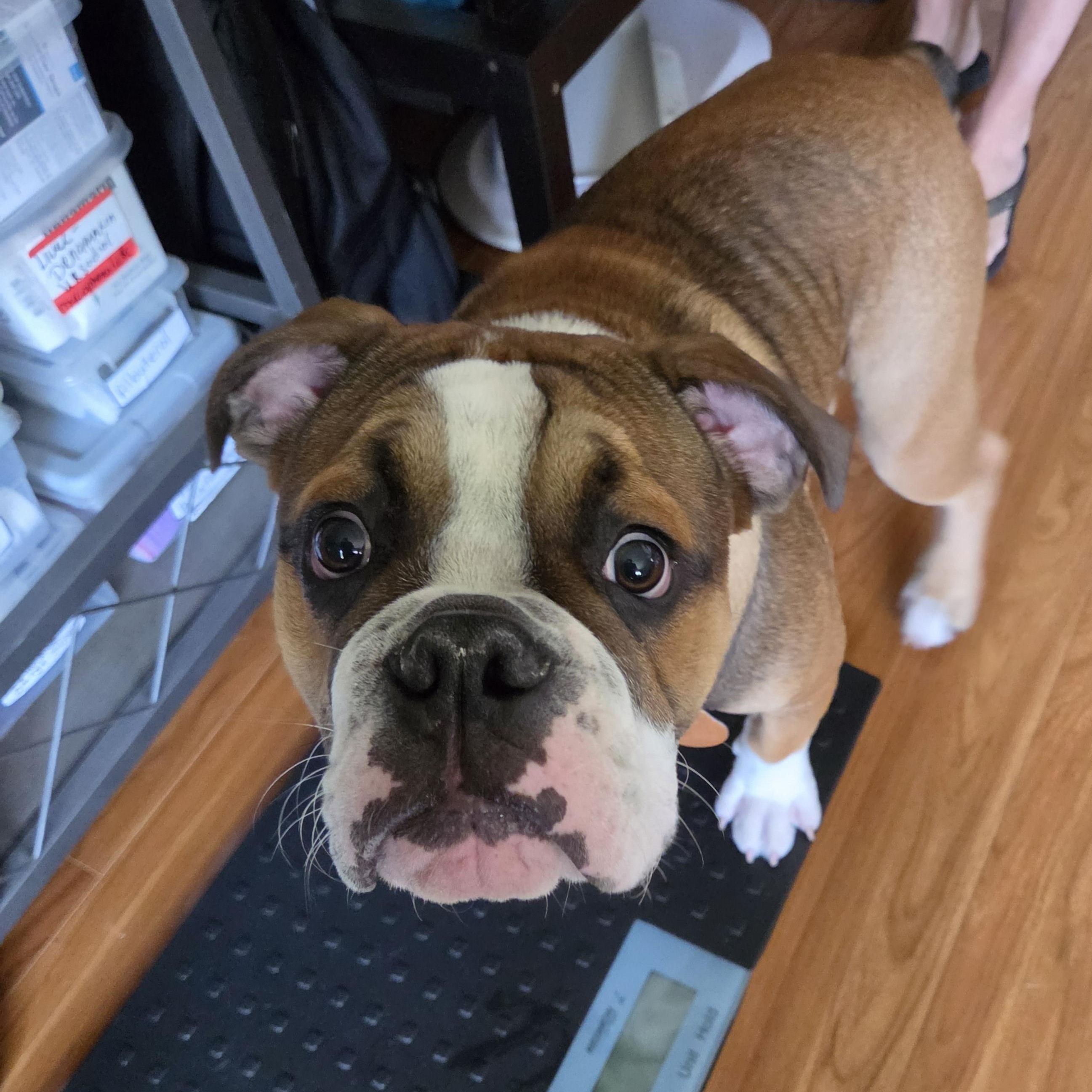 Boss, a Adoptable English Bulldog in LEMONT, IL image 1/4