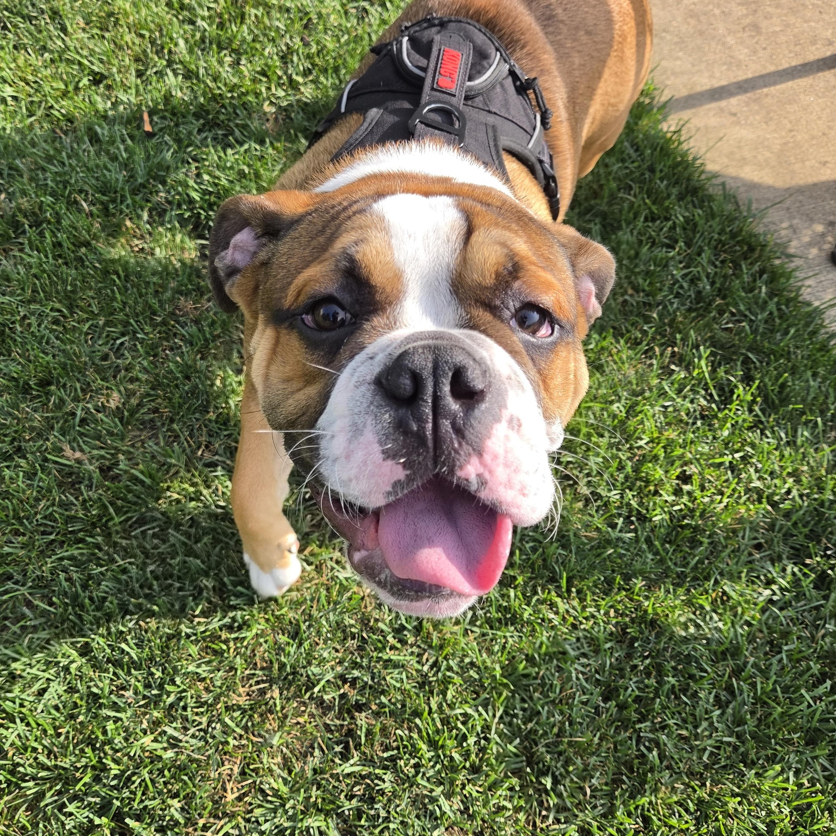 Boss, a Adoptable English Bulldog in LEMONT, IL image 2/4