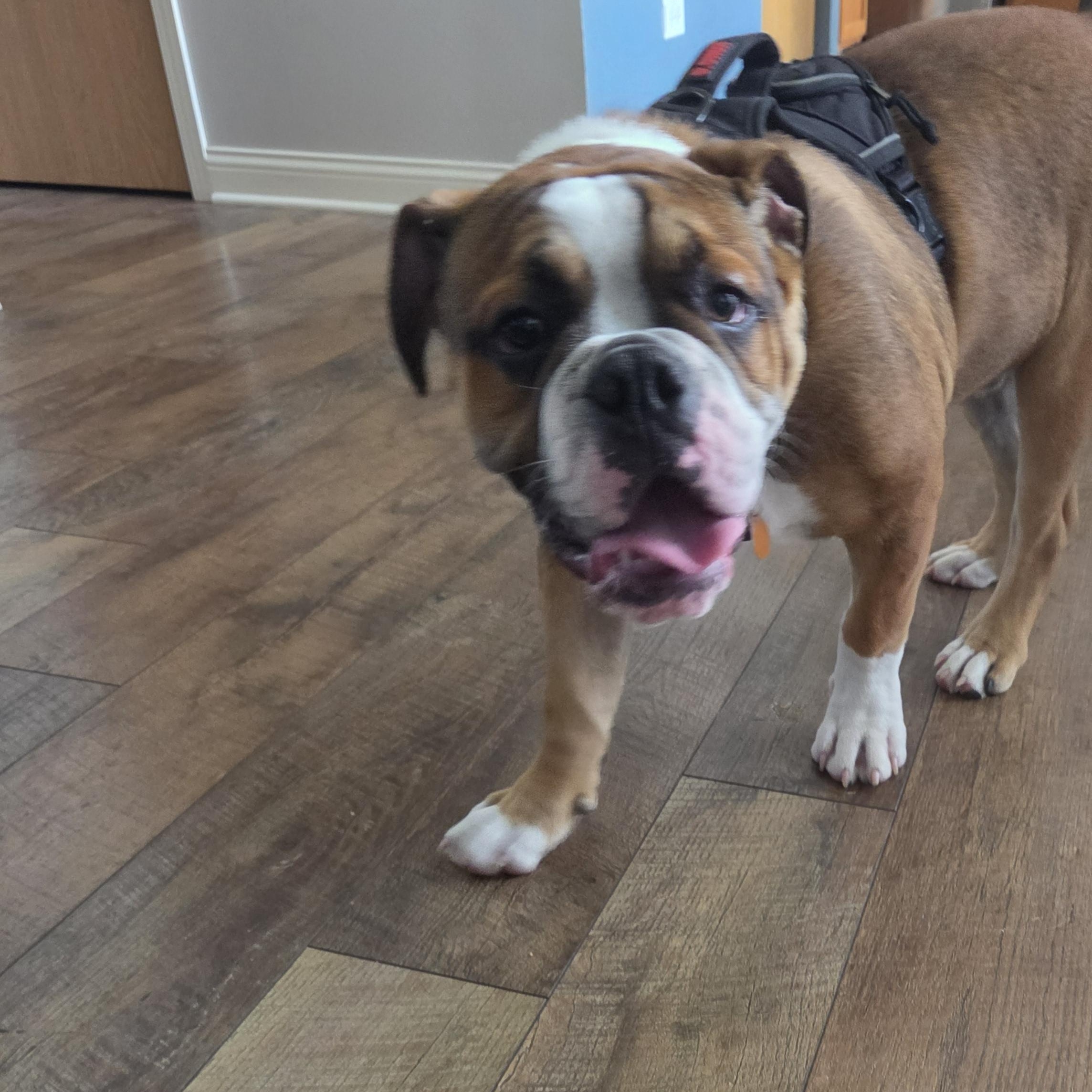 Boss, a Adoptable English Bulldog in LEMONT, IL image 3/4