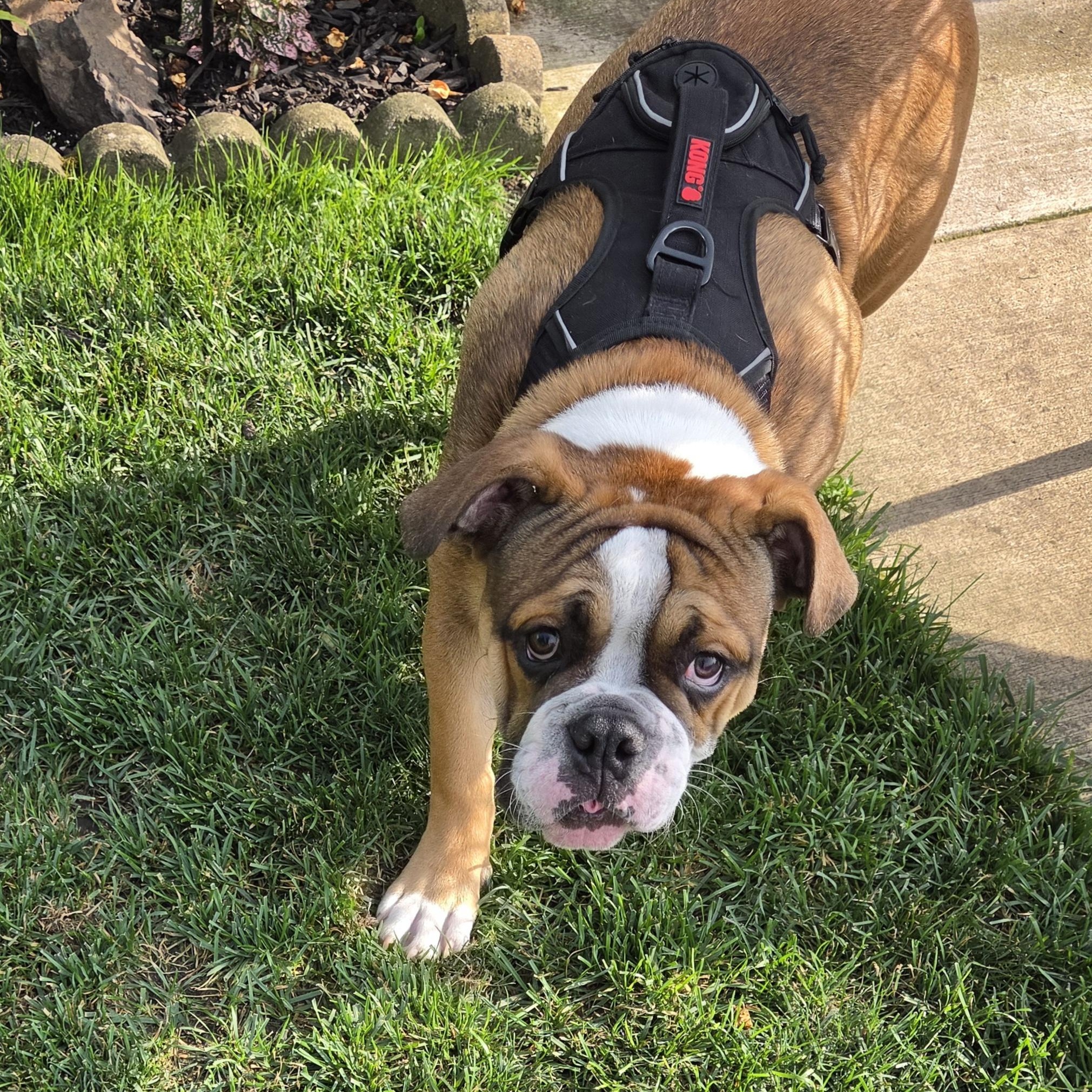 Boss, a Adoptable English Bulldog in LEMONT, IL image 4/4