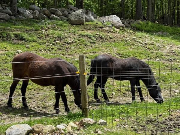 Holly, Adoptable, Senior Female Pony.