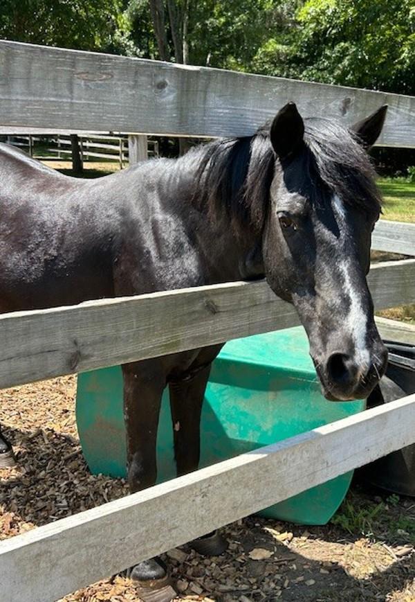 Enlarge Holly, a Adoptable mixed breed in Stratham, NH image 2/5