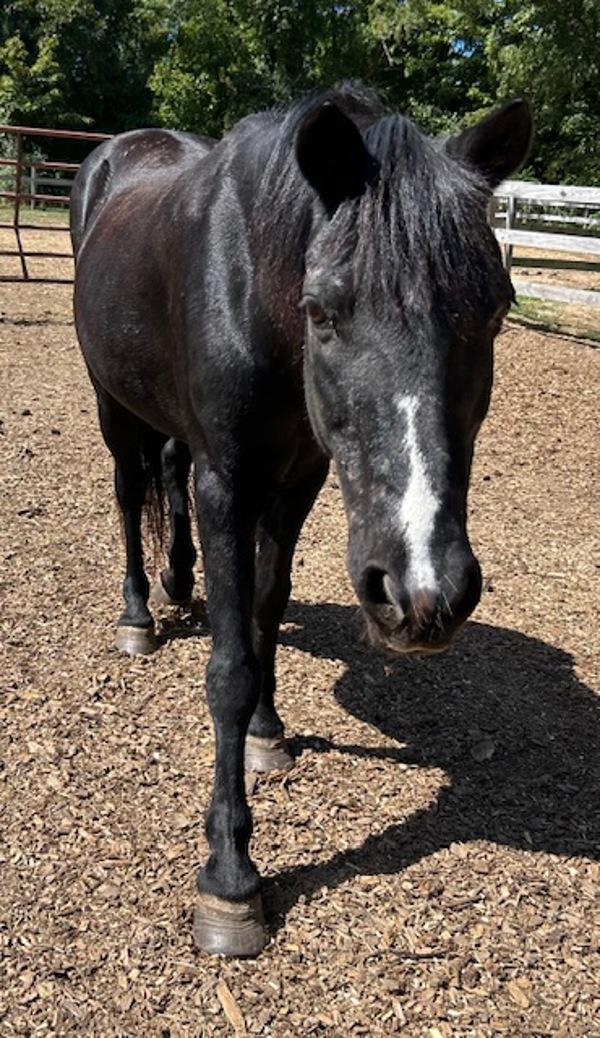 Enlarge Holly, a Adoptable mixed breed in Stratham, NH image 3/5