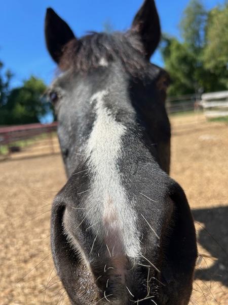 Enlarge Holly, a Adoptable mixed breed in Stratham, NH image 4/5