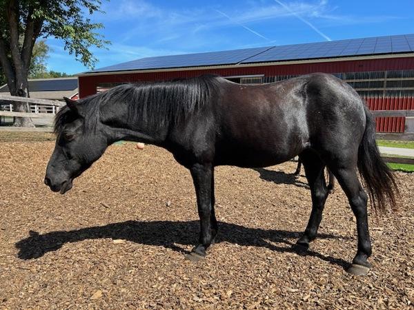 Enlarge Holly, a Adoptable mixed breed in Stratham, NH image 5/5