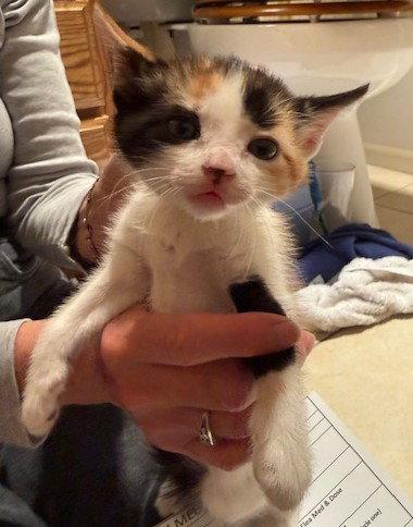 Jade, Adopted, Kitten Female Domestic Short Hair & Calico.