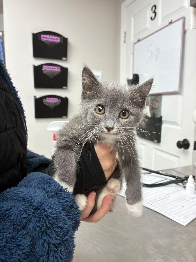 Enlarge Von, a Adoptable Domestic Medium Hair in Marietta, GA image 2/2