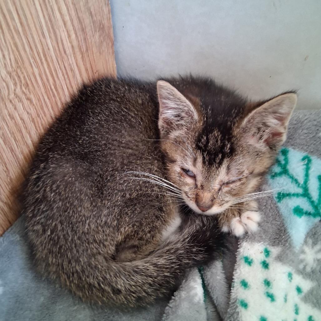 Gomez, Adoptable, Kitten Male Domestic Short Hair.