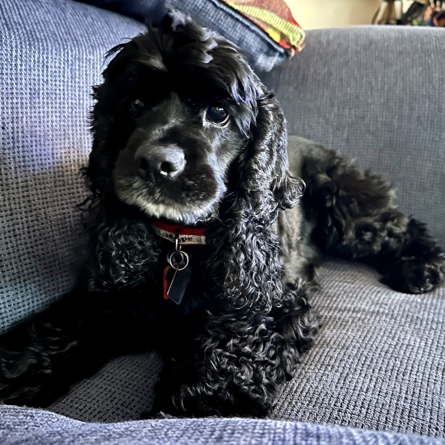 Frankie, a Adopted Cocker Spaniel in Houston, TX image 1/6