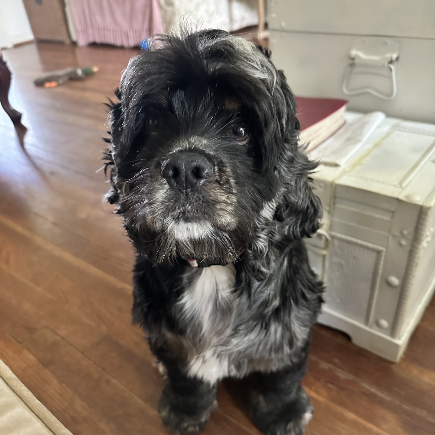 Frankie, a Adopted Cocker Spaniel in Houston, TX image 2/6