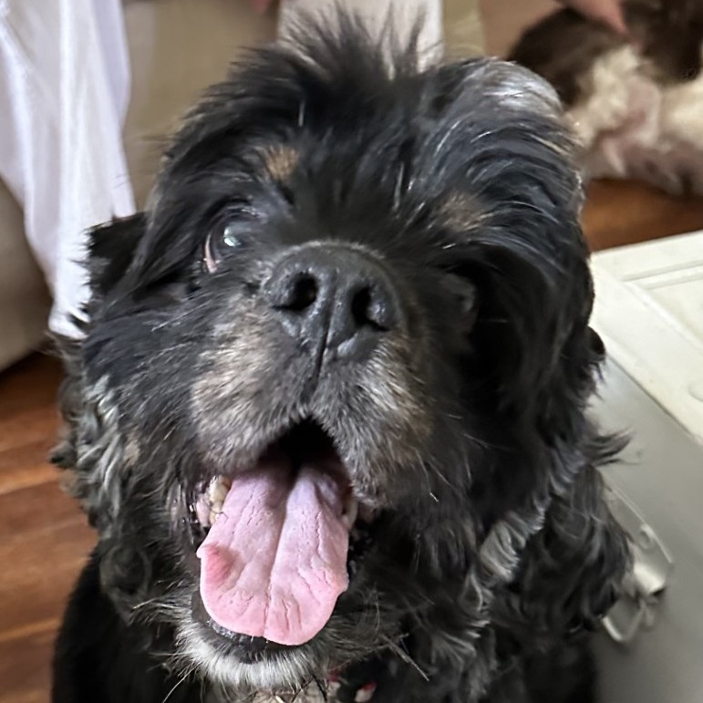 Frankie, a Adopted Cocker Spaniel in Houston, TX image 3/6