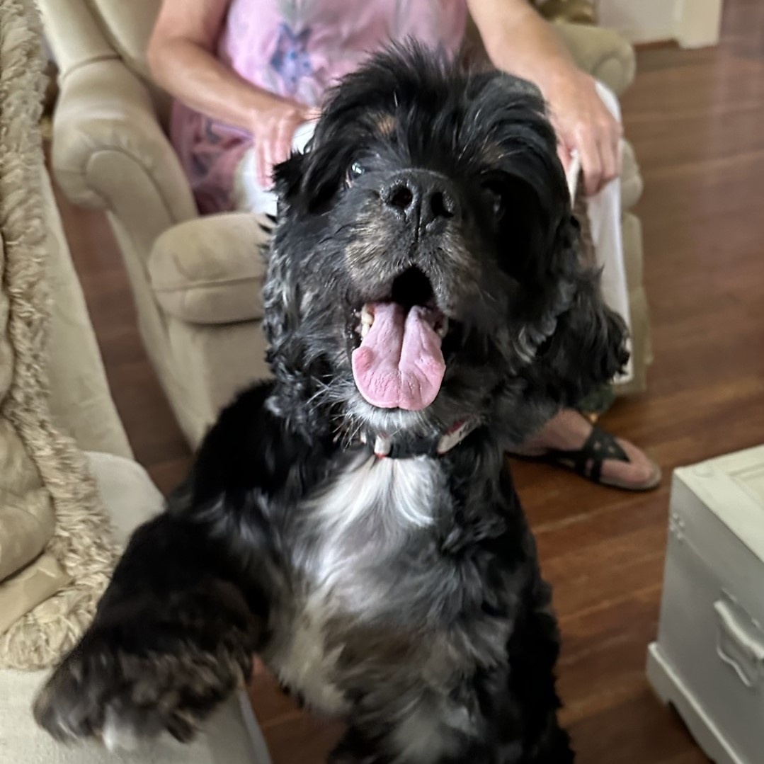 Frankie, a Adopted Cocker Spaniel in Houston, TX image 4/6