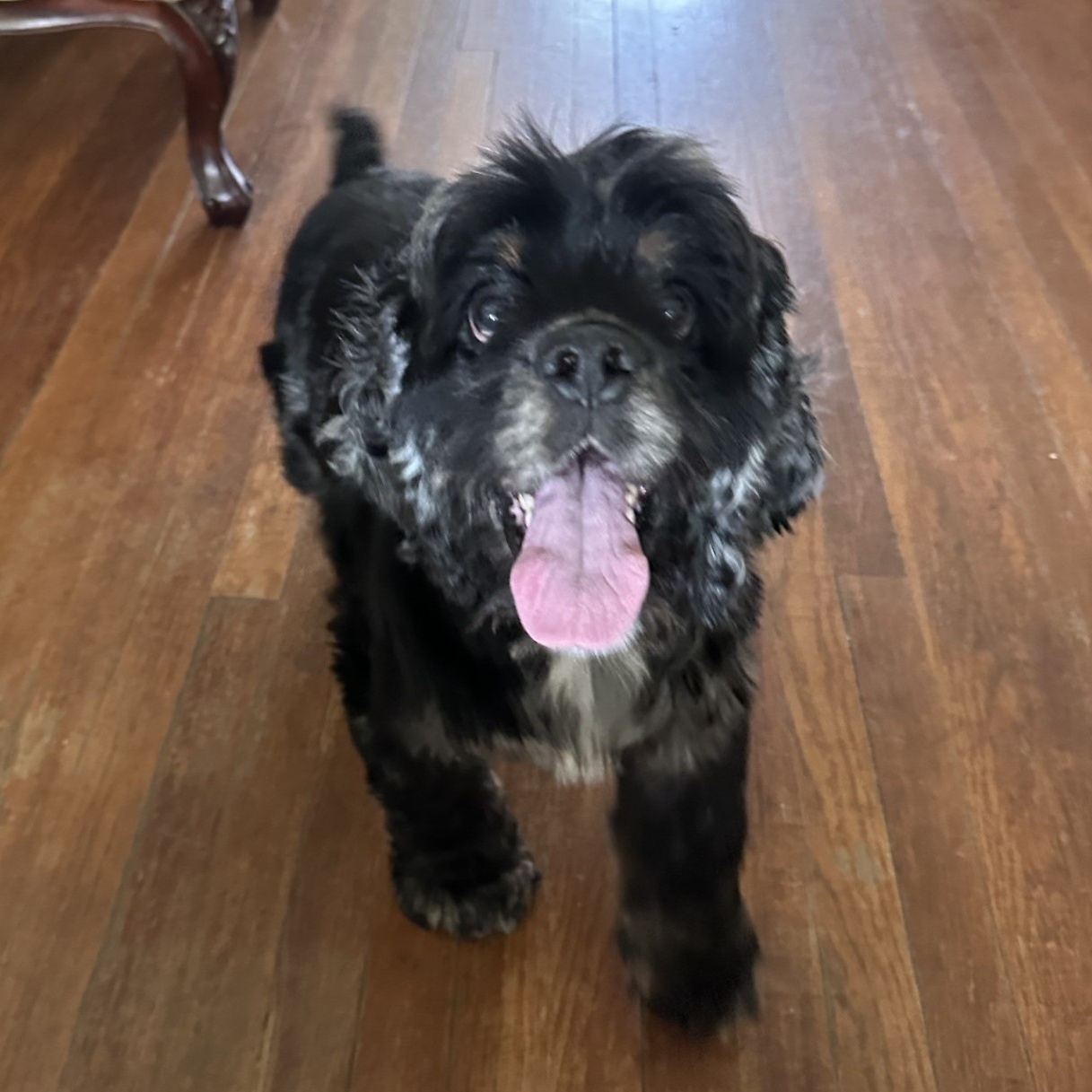 Frankie, a Adopted Cocker Spaniel in Houston, TX image 5/6