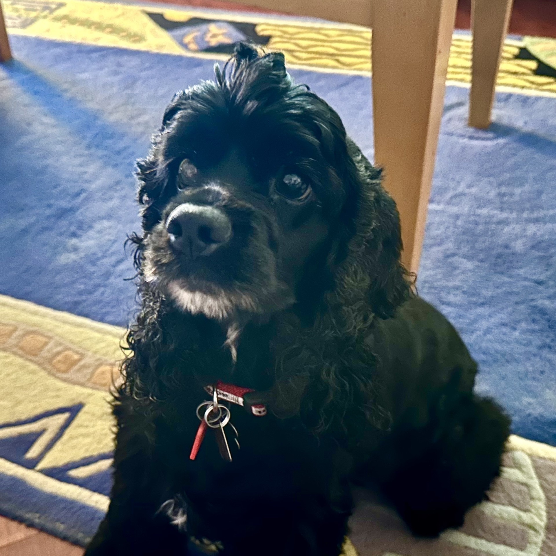 Frankie, a Adopted Cocker Spaniel in Houston, TX image 6/6