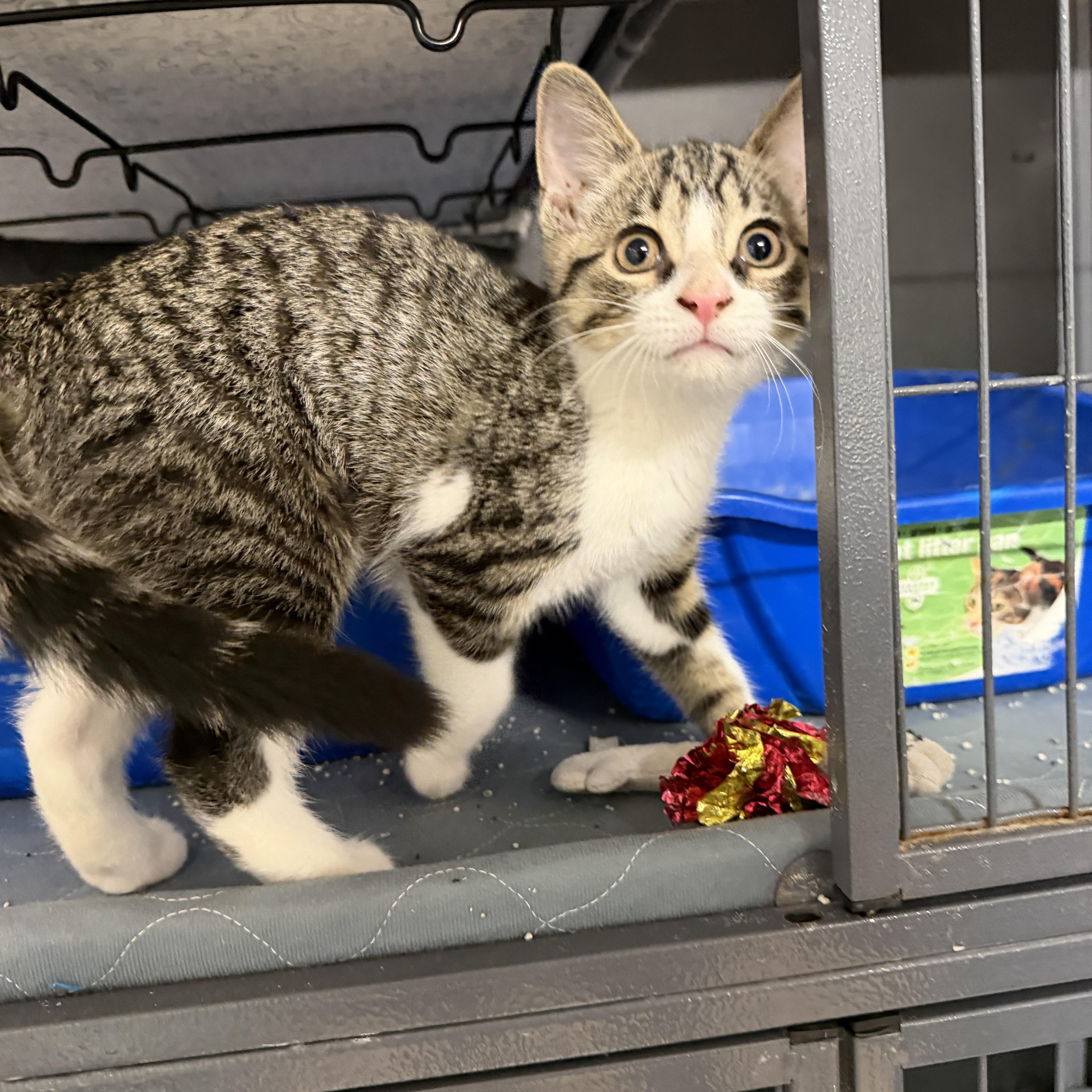 Enlarge Peach, a Adoptable Domestic Short Hair in Wayland, MI image 1/1