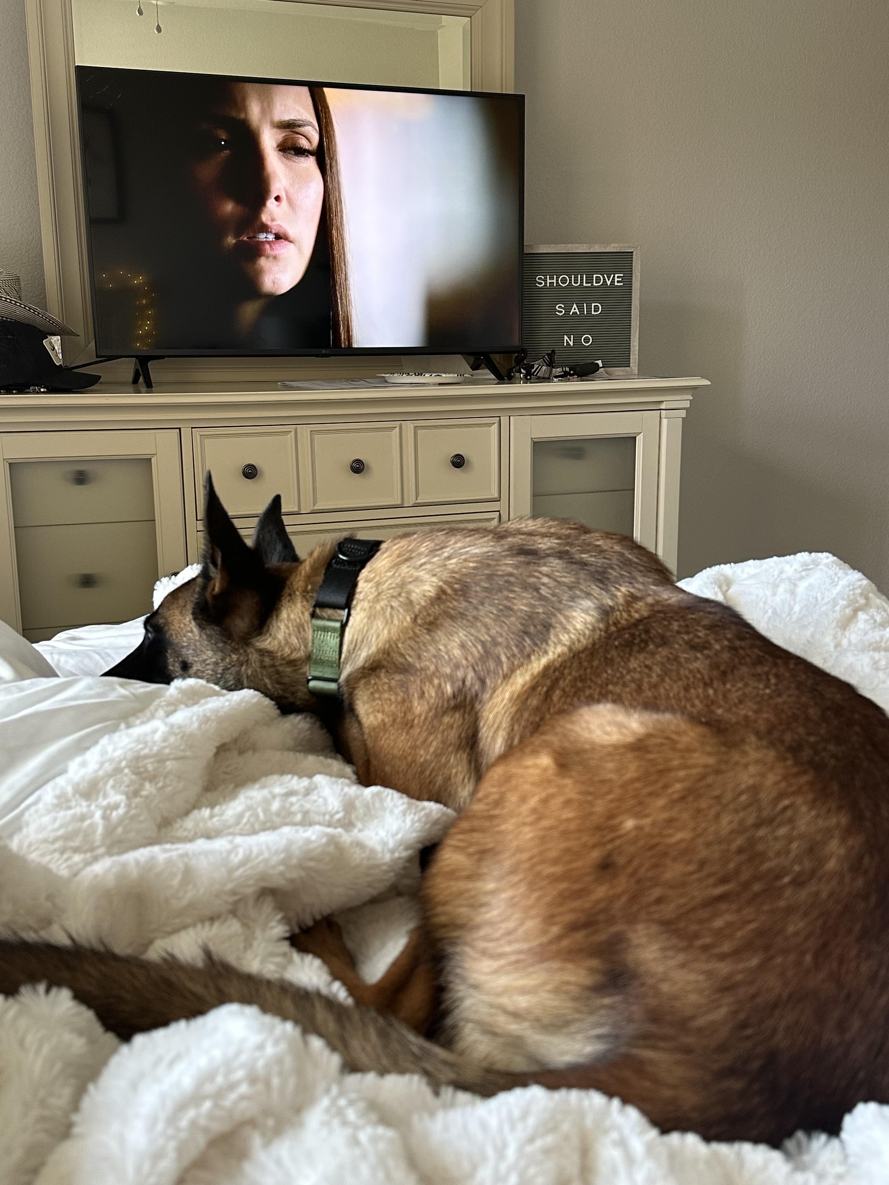 Montana!, a Adoptable Belgian Shepherd / Laekenois in Seattle, WA image 5/5