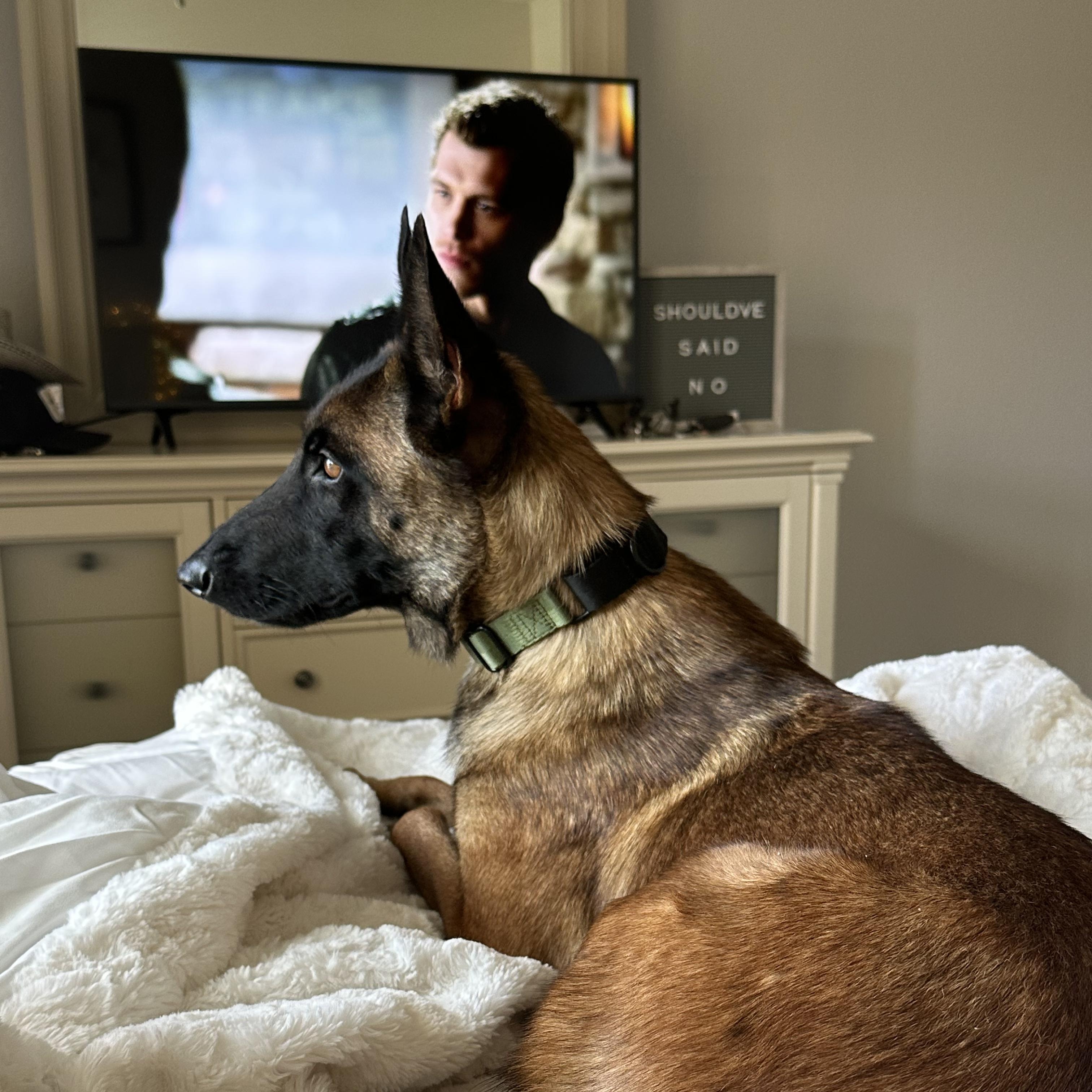 Montana!, a Adoptable Belgian Shepherd / Laekenois in Seattle, WA image 4/5