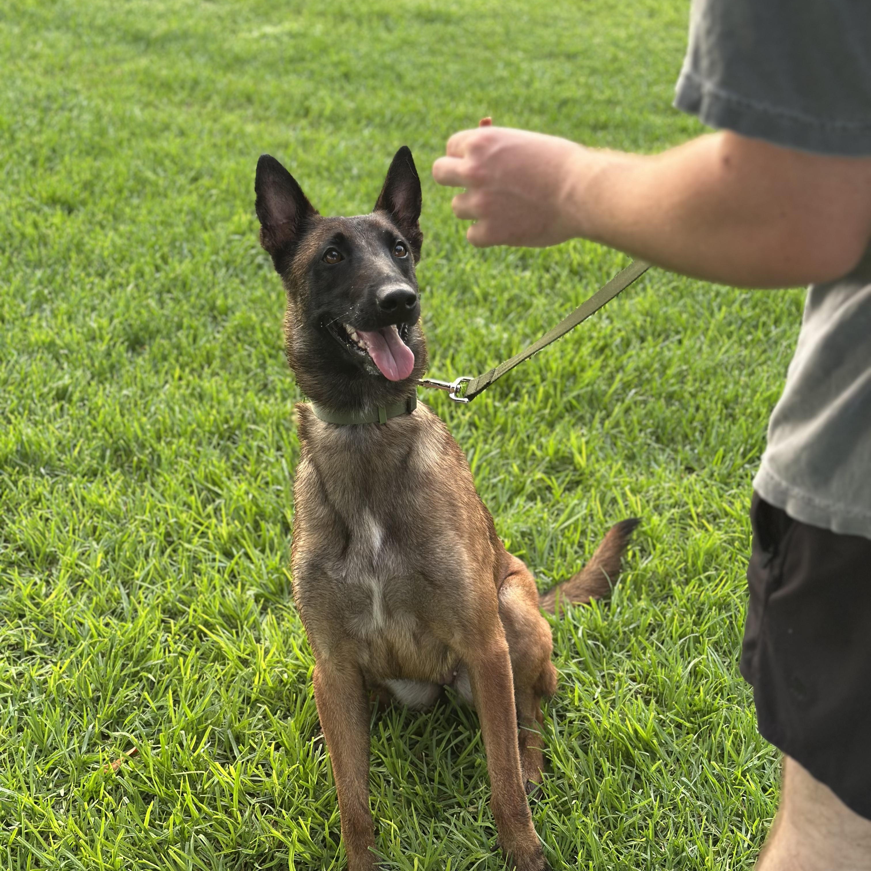 Montana!, Adoptable, Young Female Belgian Shepherd / Laekenois.