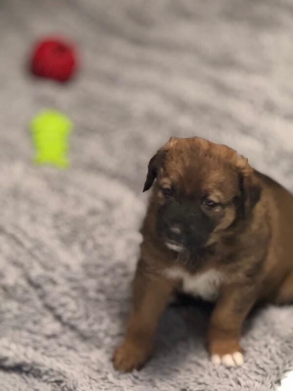 Lucy, Adoptable, Young Female Mixed Breed.