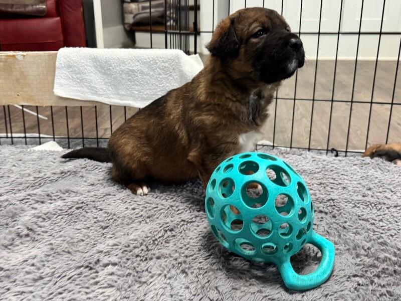 Enlarge Lucy, a Adoptable Mixed Breed in Seattle, WA image 2/4