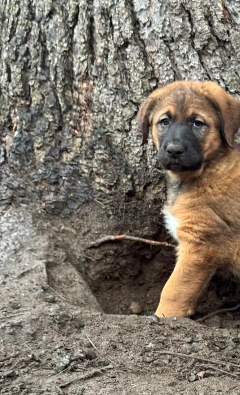 Lucy, Adoptable, Young Female German Shepherd Dog.