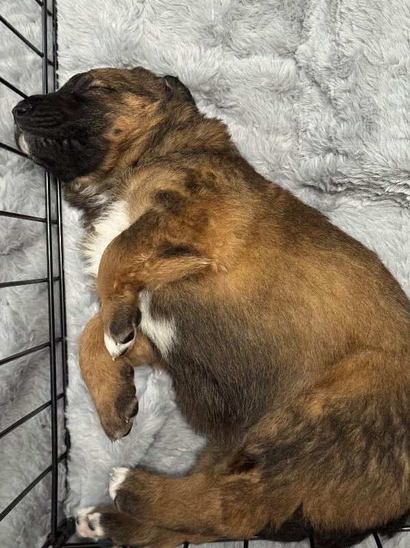 Enlarge Lucy, a Adoptable Mixed Breed in Seattle, WA image 3/4