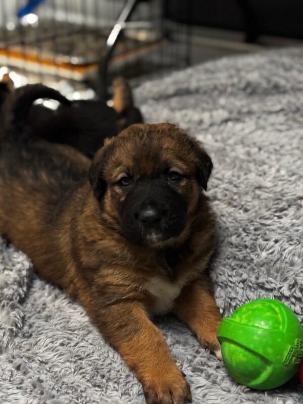Enlarge Lucy, a Adoptable Mixed Breed in Seattle, WA image 4/4