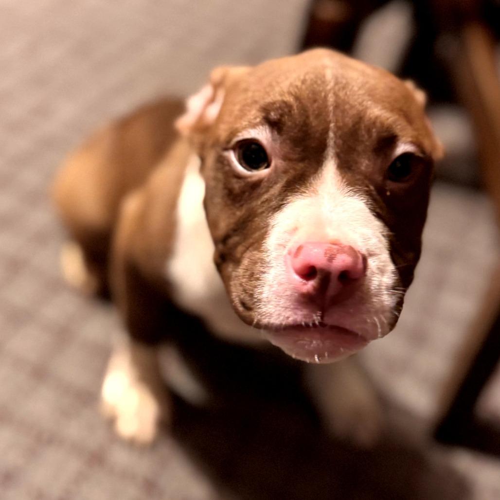 Enlarge Brownie, a Adoptable Pit Bull Terrier in Lima, OH image 1/2