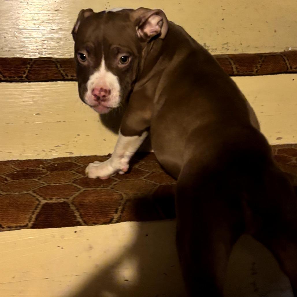 Enlarge Brownie, a Adoptable Pit Bull Terrier in Lima, OH image 2/2