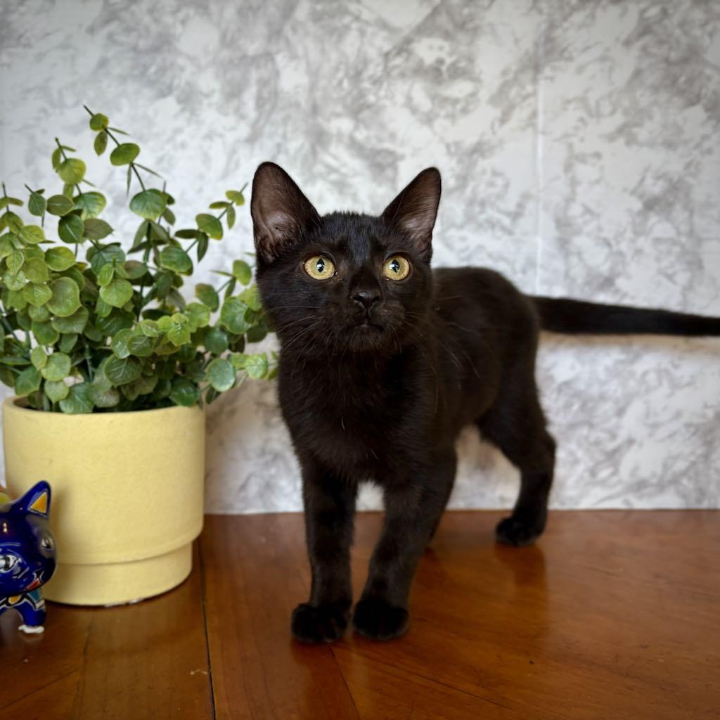 Enlarge Nadi (Bombay mix), an adopted mixed breed in Allen, TX image 4/6