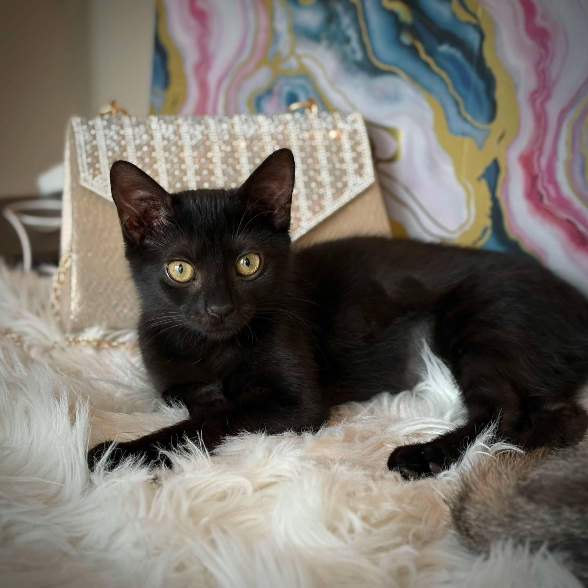 Enlarge Nadi (Bombay mix), an adopted mixed breed in Allen, TX image 5/6