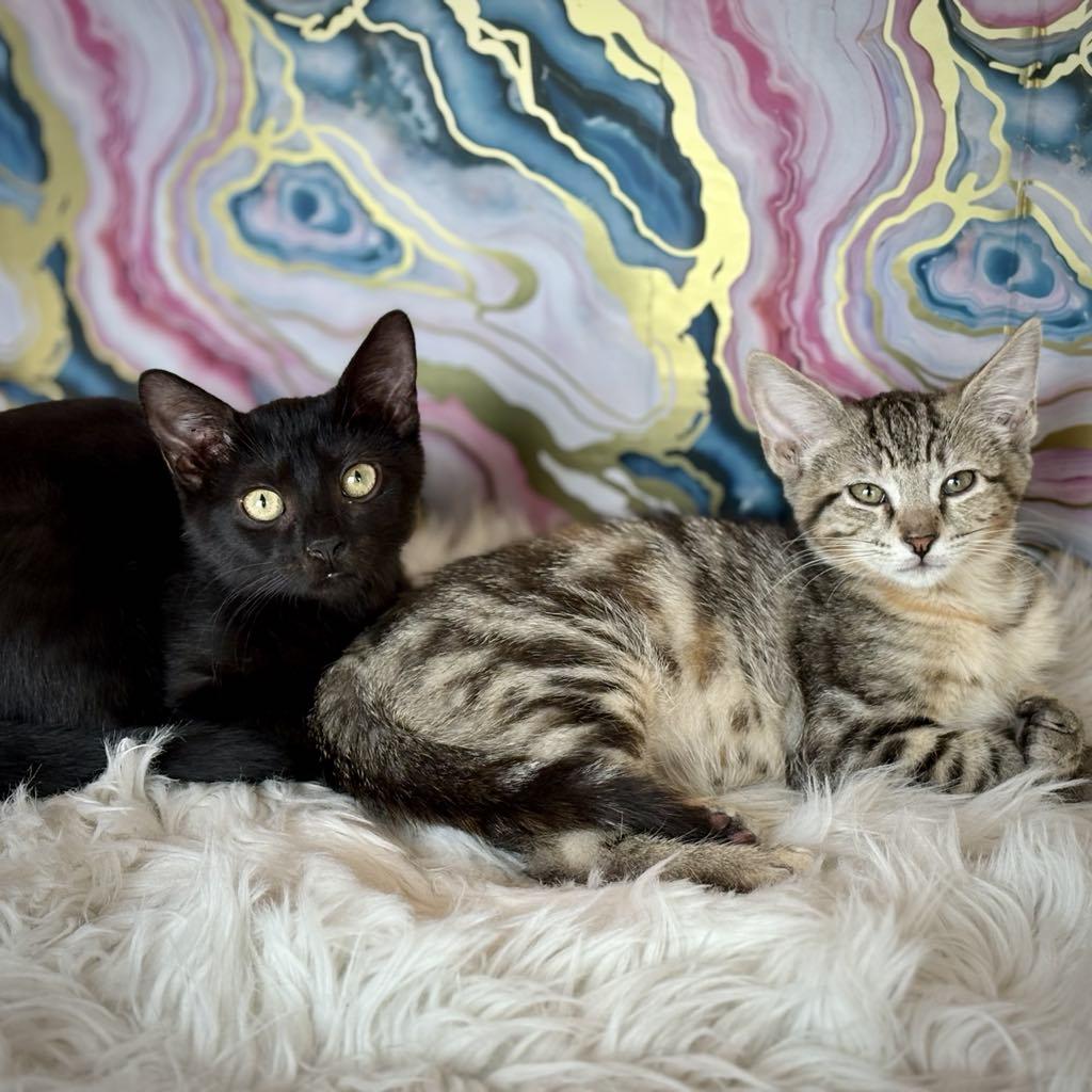 Enlarge Nadi (Bombay mix), an adopted mixed breed in Allen, TX image 6/6