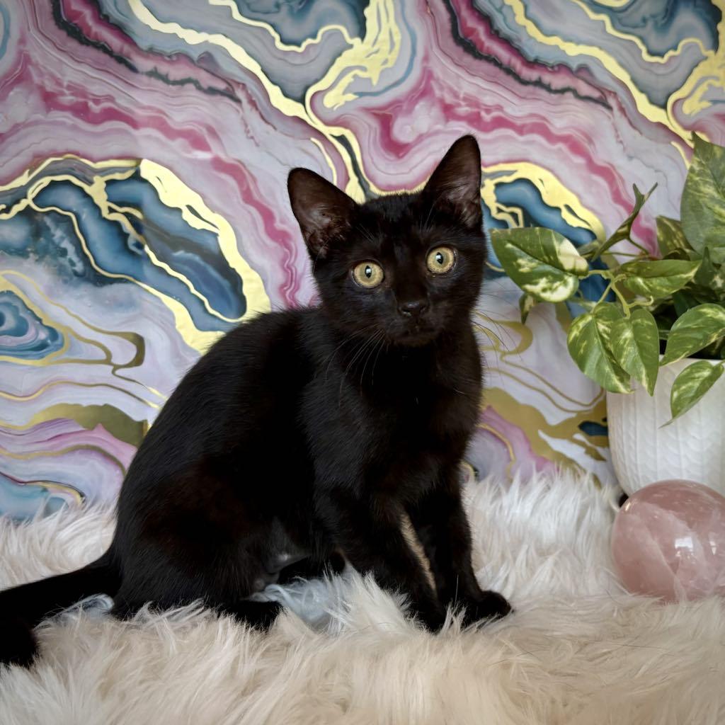 Enlarge Nadi (Bombay mix), an adopted mixed breed in Allen, TX image 3/6