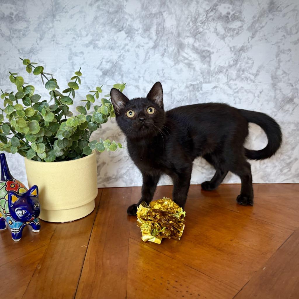 Enlarge Nadi (Bombay mix), an adopted mixed breed in Allen, TX image 2/6