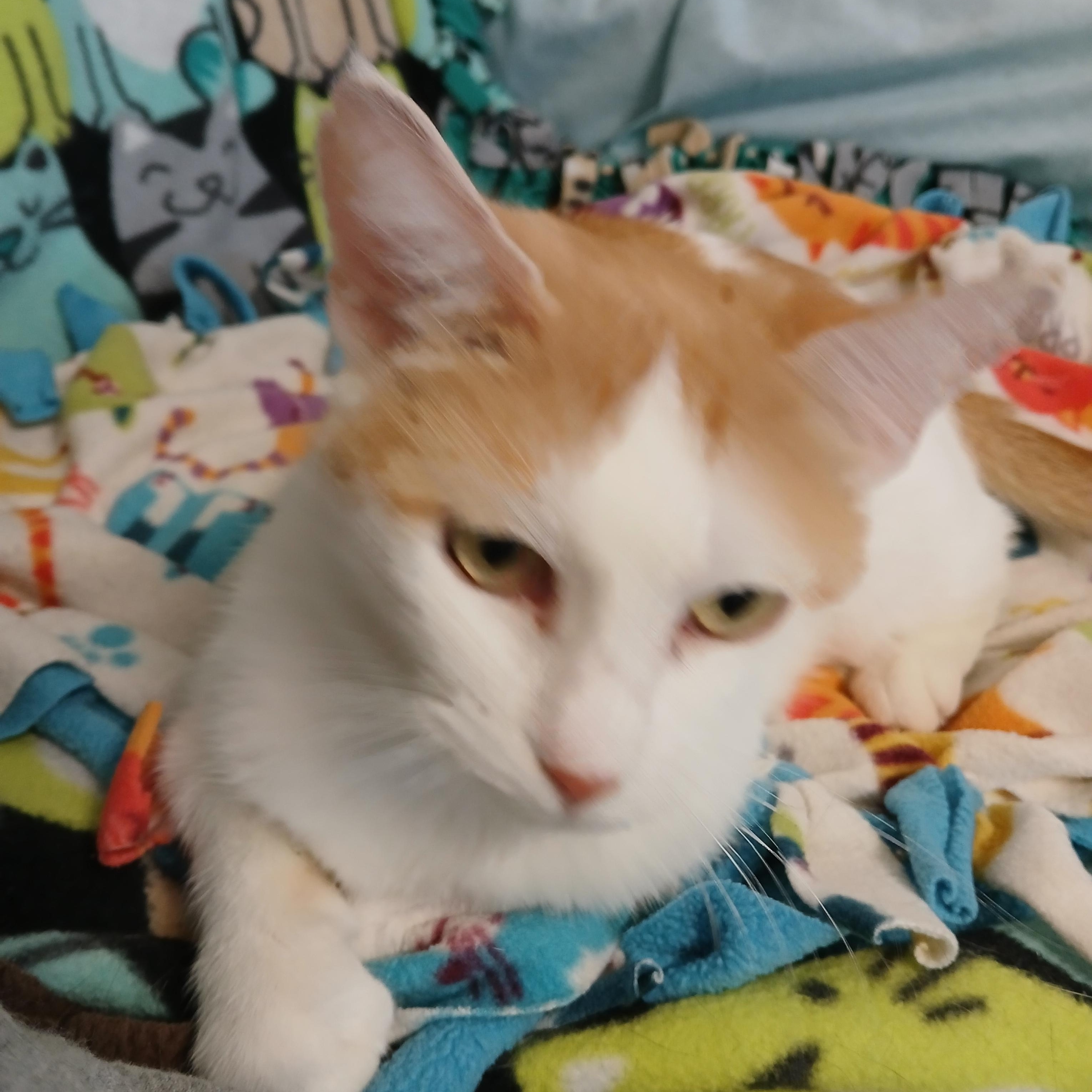 Martha Stewart thumbnail 2