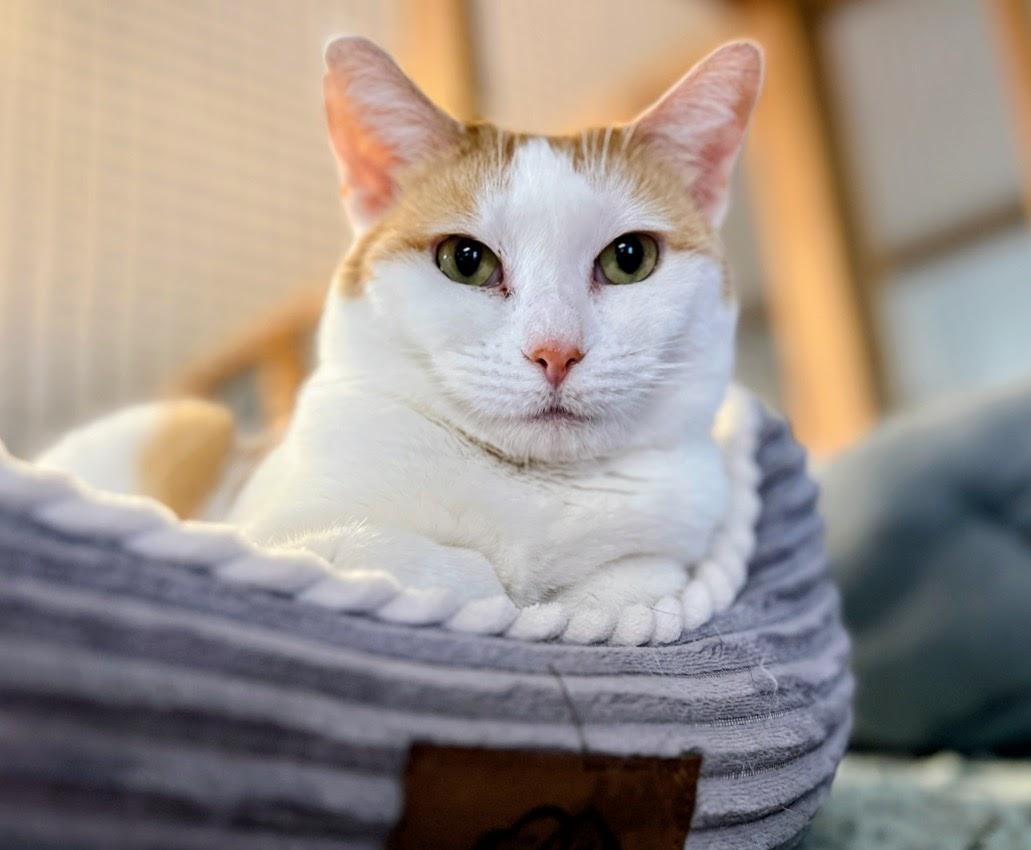 Martha Stewart, a ADOPTABLE mixed breed in Germansville, PA image 5/5