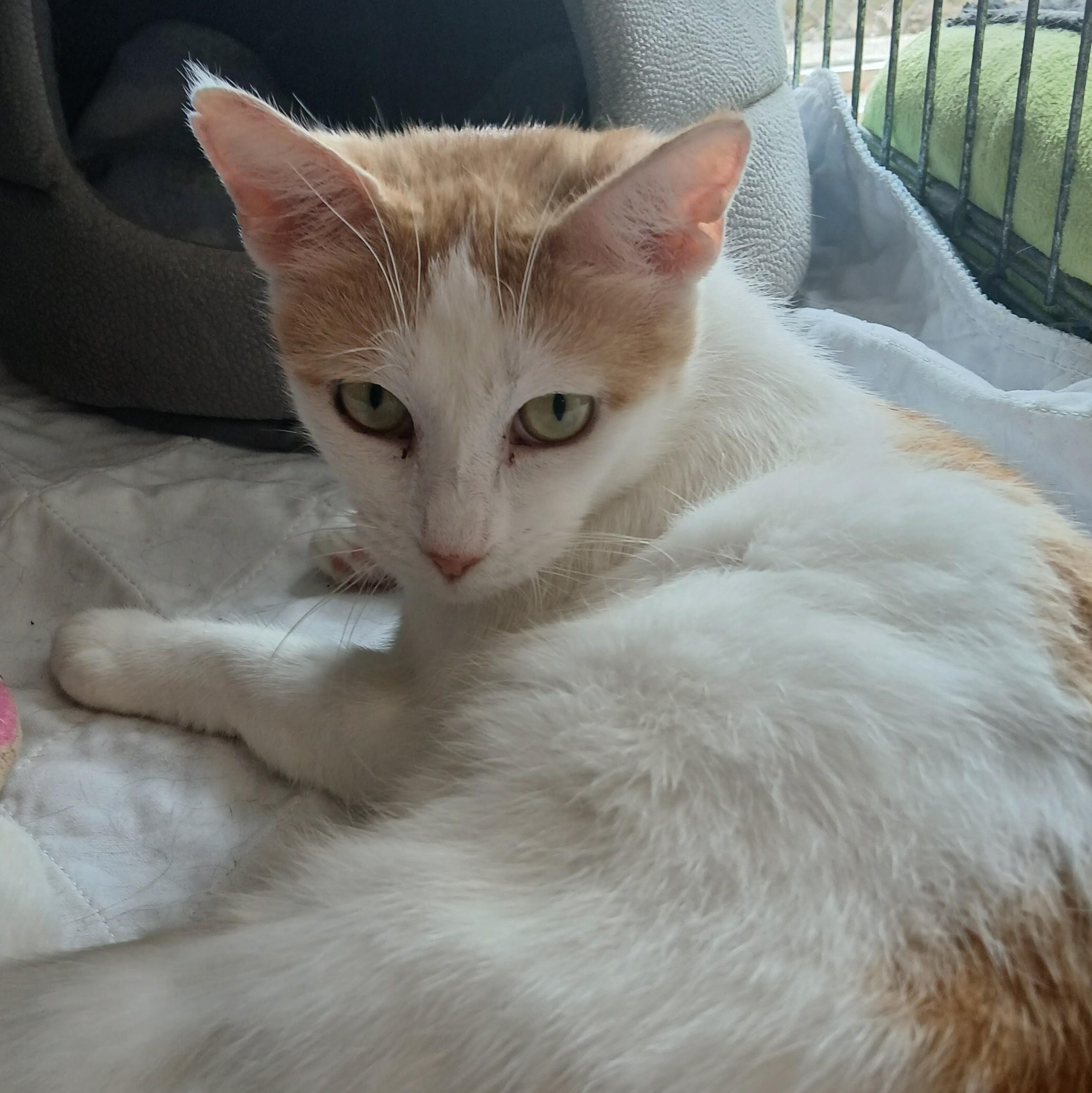 Enlarge Martha Stewart, a ADOPTABLE mixed breed in Germansville, PA image 4/5