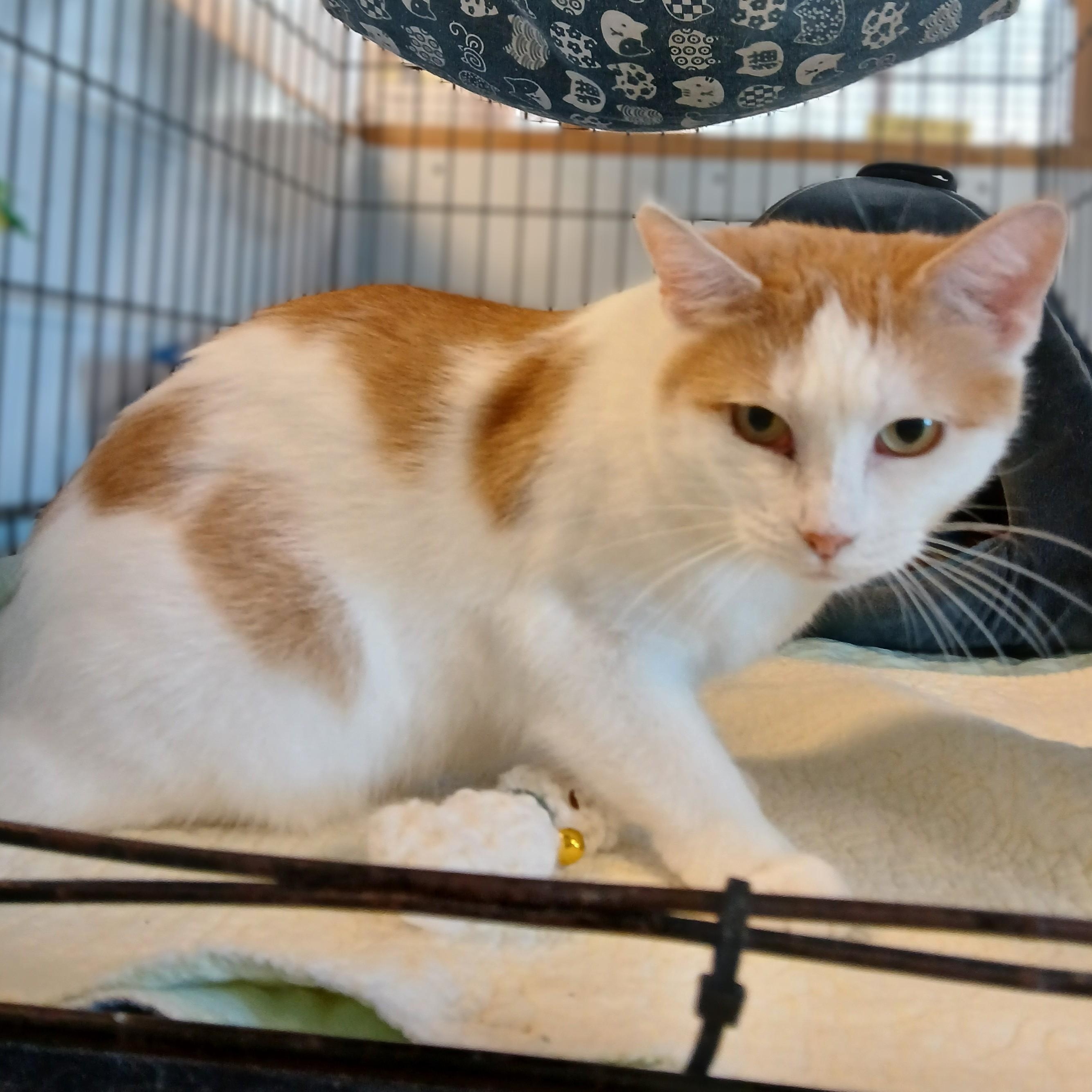 Enlarge Martha Stewart, a ADOPTABLE mixed breed in Germansville, PA image 2/5