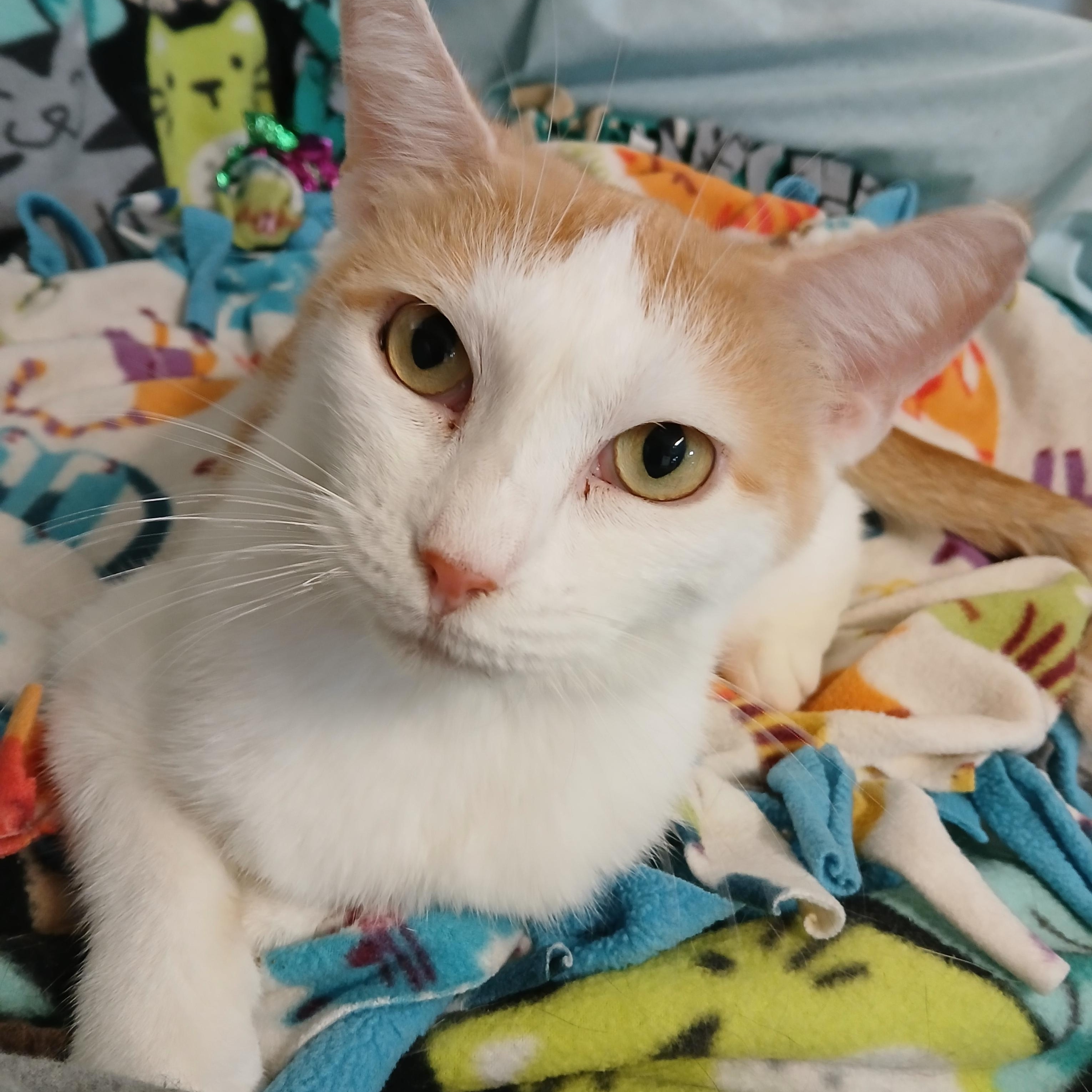 Enlarge Martha Stewart, a ADOPTABLE mixed breed in Germansville, PA image 1/5