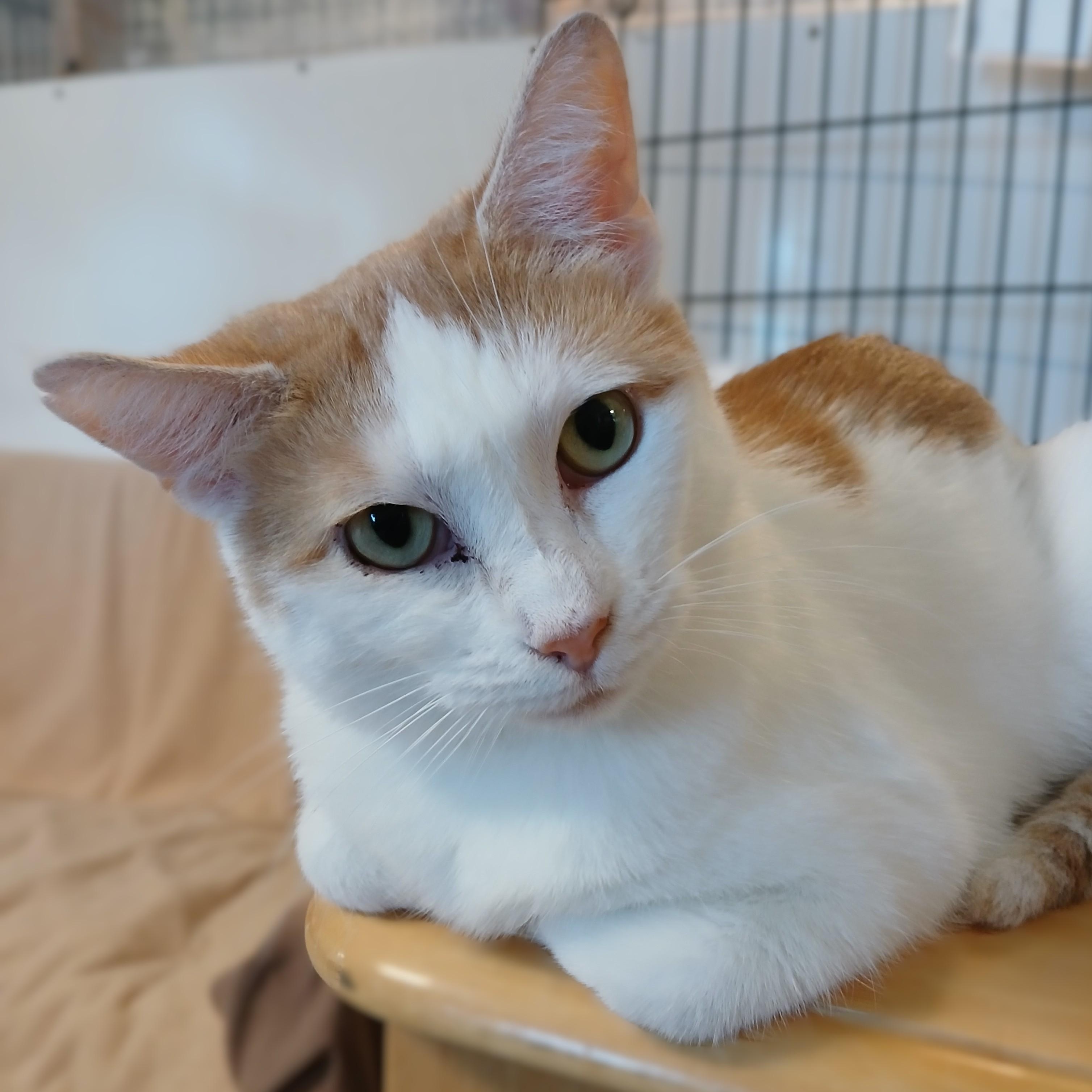 Enlarge Martha Stewart, a ADOPTABLE mixed breed in Germansville, PA image 5/5