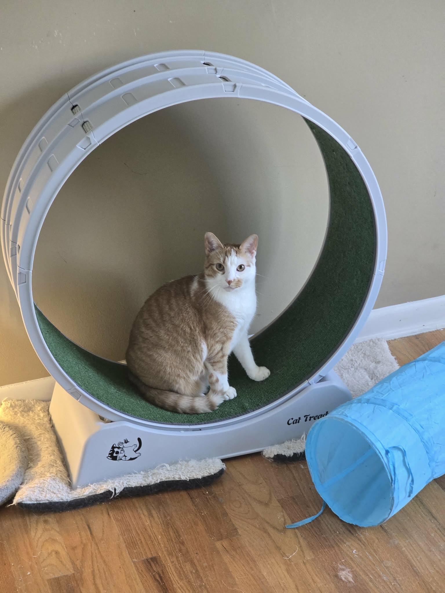 Enlarge Blaze, a Adoptable Domestic Short Hair in East Orange, NJ image 6/6