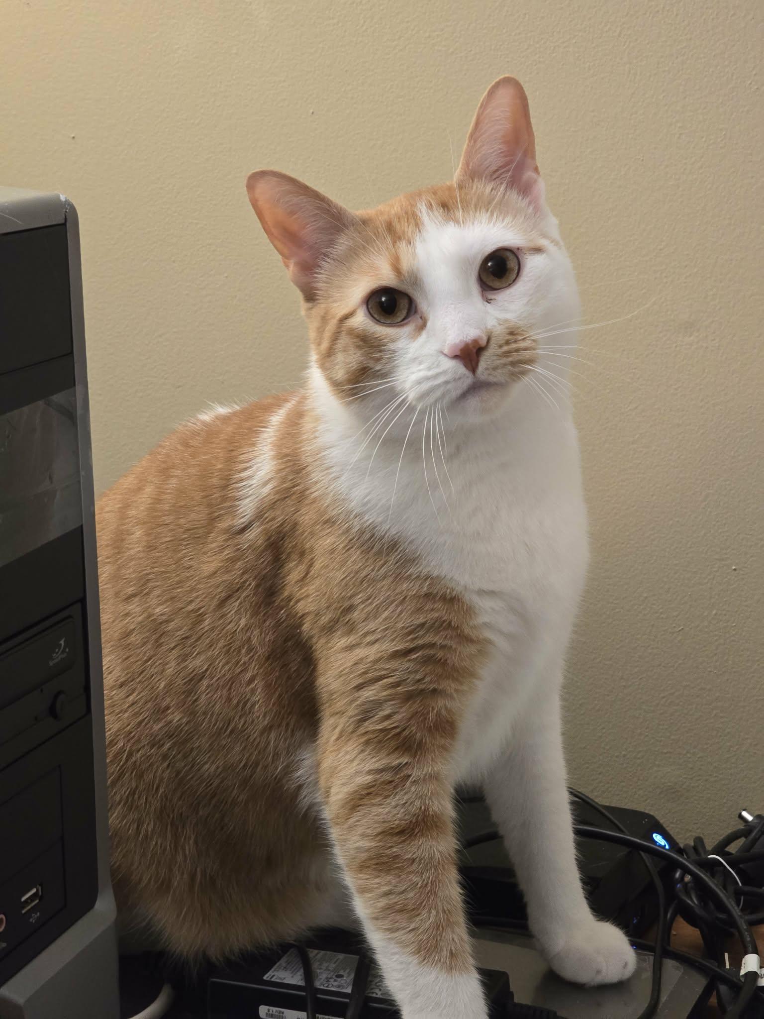 Enlarge Blaze, a Adoptable Domestic Short Hair in East Orange, NJ image 1/6