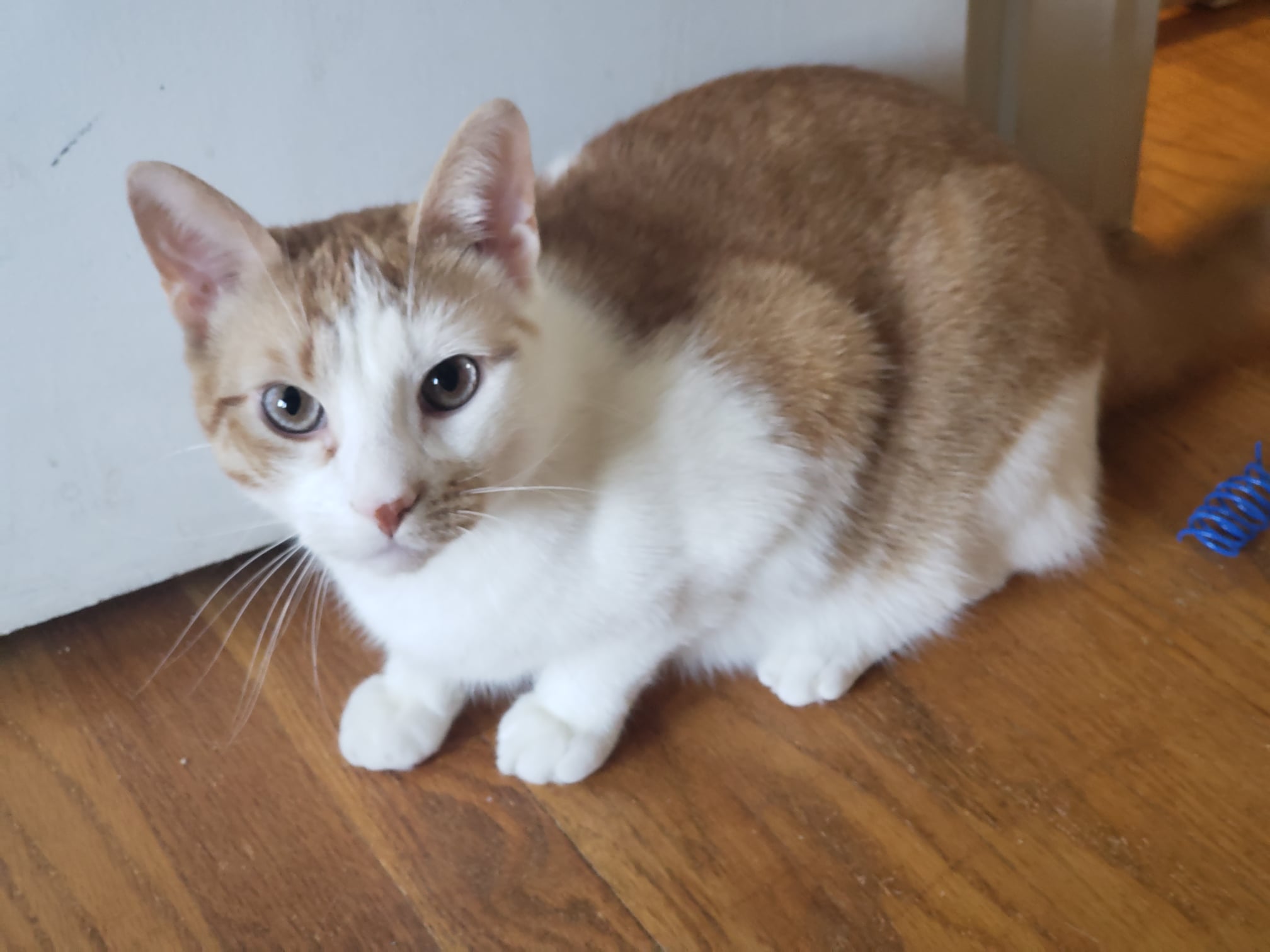 Enlarge Blaze, a Adoptable Domestic Short Hair in East Orange, NJ image 5/6