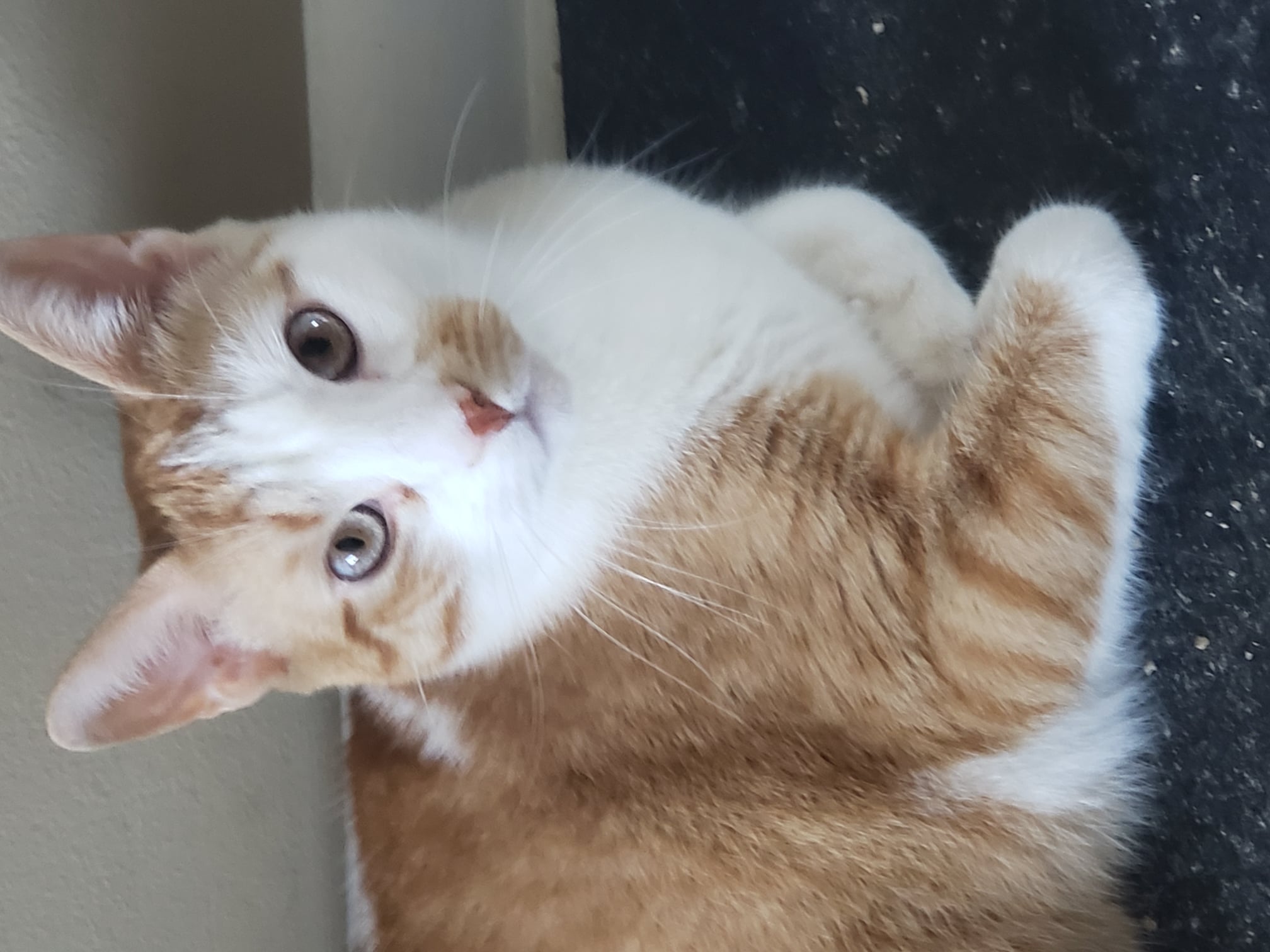 Enlarge Blaze, a Adoptable Domestic Short Hair in East Orange, NJ image 2/6
