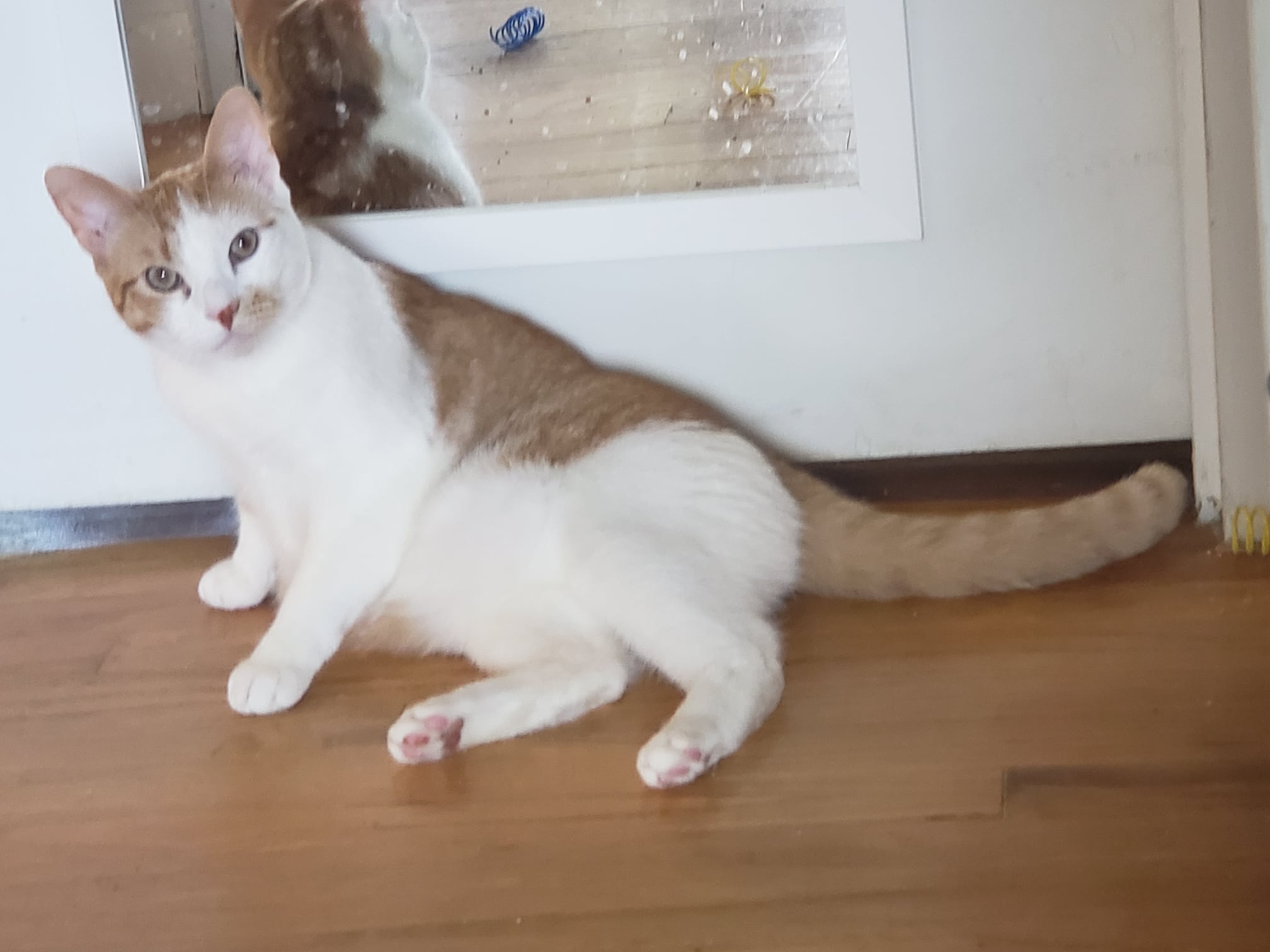 Enlarge Blaze, a Adoptable Domestic Short Hair in East Orange, NJ image 4/6