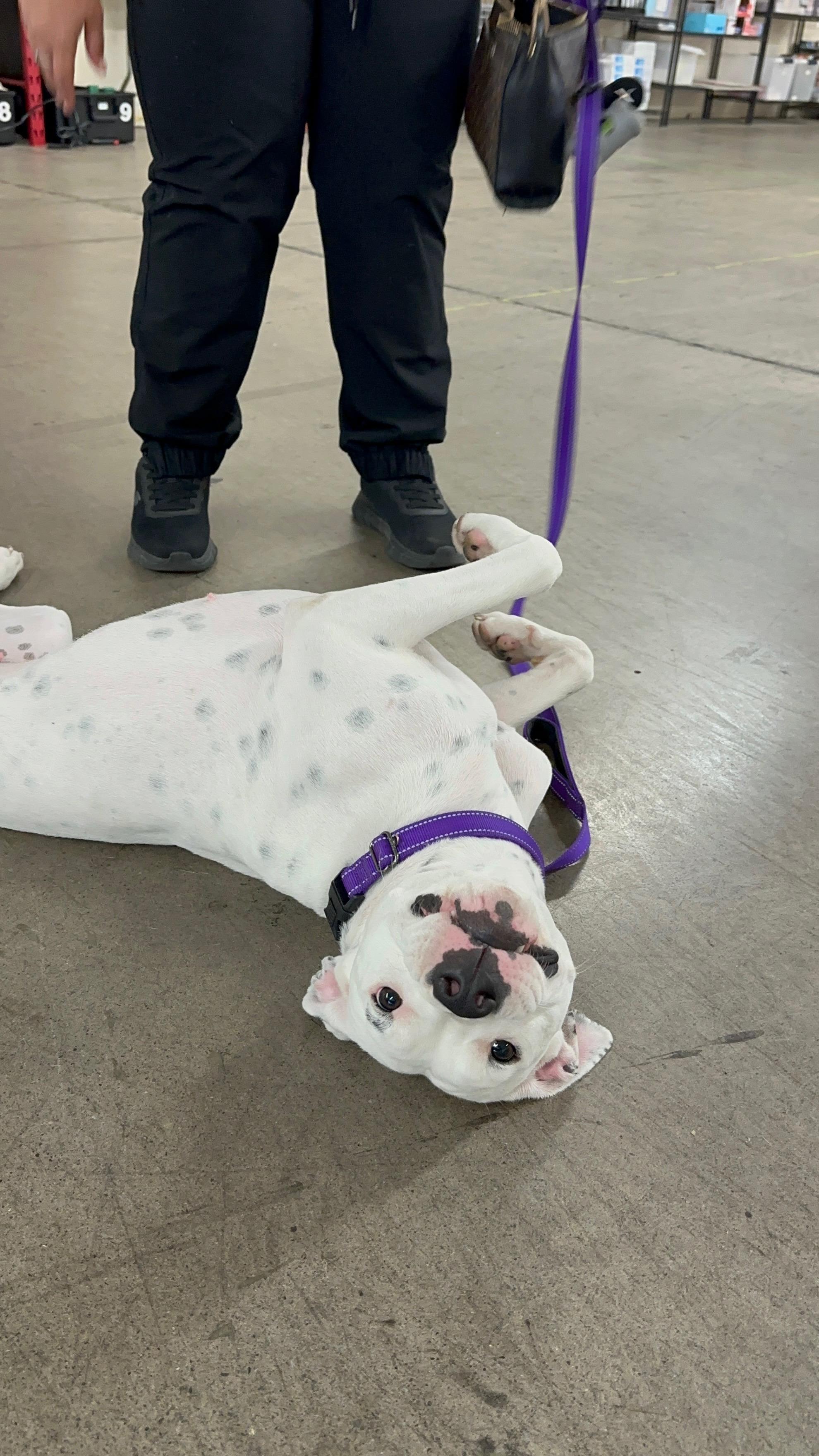 Enlarge Sonrisa, a Adoptable mixed breed in SACRAMENTO, CA image 2/2